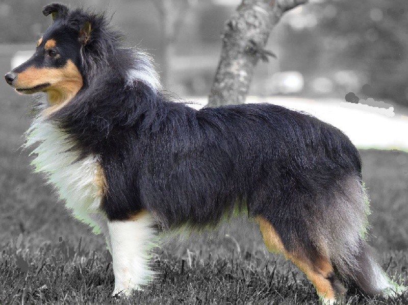 Publication : du Reflet De La Lune Bleue