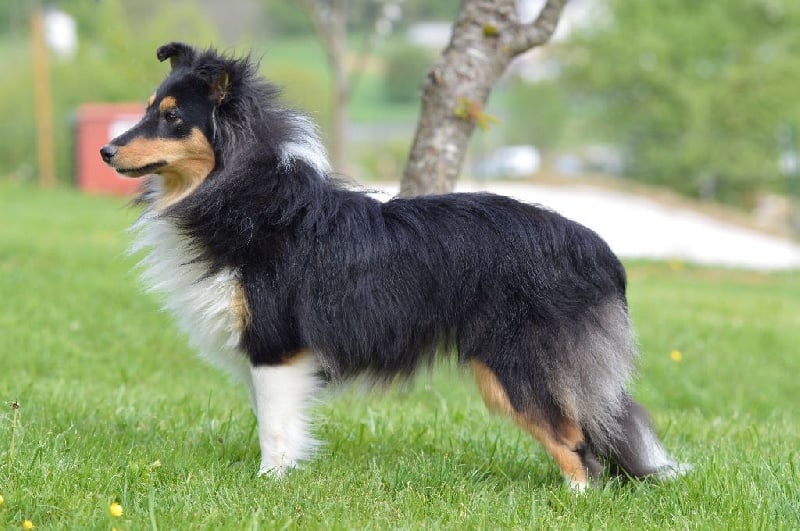 Publication : du Reflet De La Lune Bleue