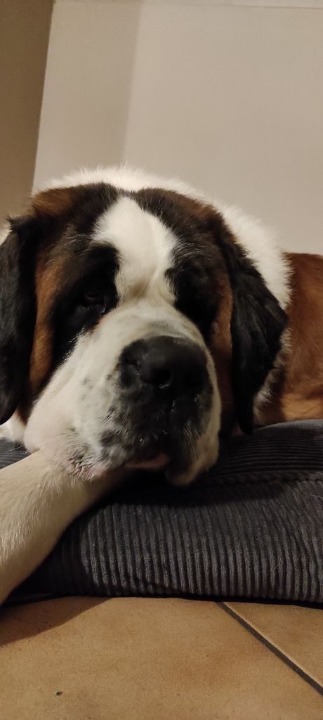 Photo Elevage De La Route De La Source Eleveur De Chiens Chien Du Saint Bernard Limousin