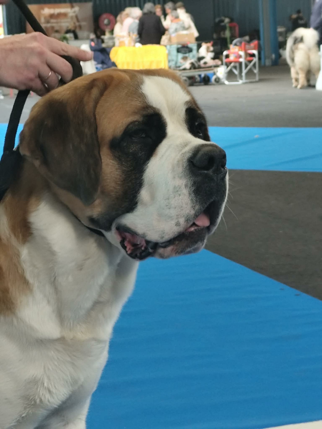 Alma De La Route De La Source - 1ère Excellent - CACIB-J - Meilleur Jeune - Meilleur de race