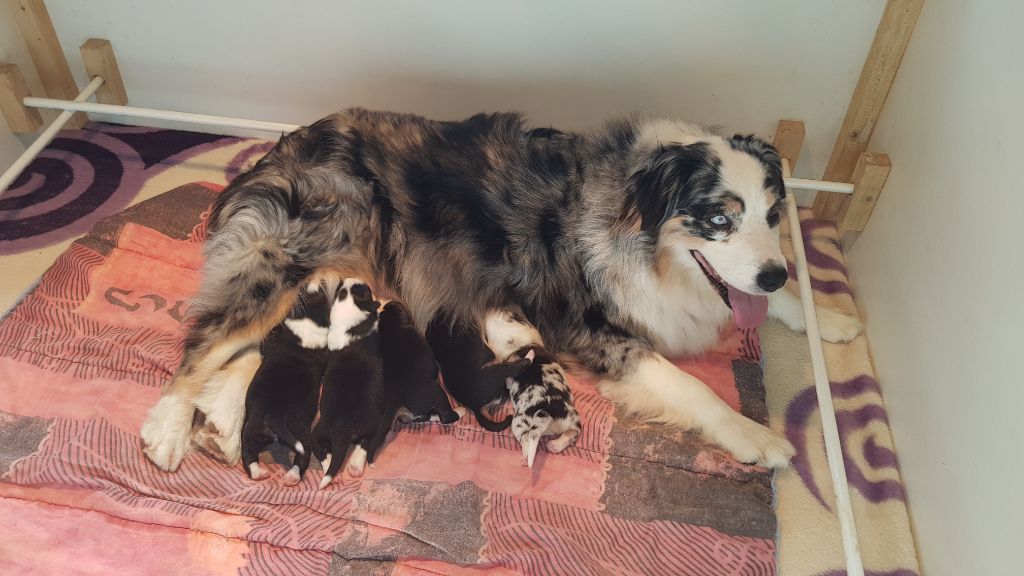 Accueil Elevage Des Chemins De Boudou Eleveur De Chiens