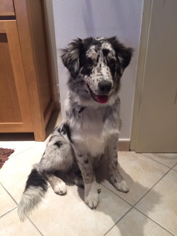 Publication : des Plaines De Perceneige Auteur : Déborah Bellisario Pro