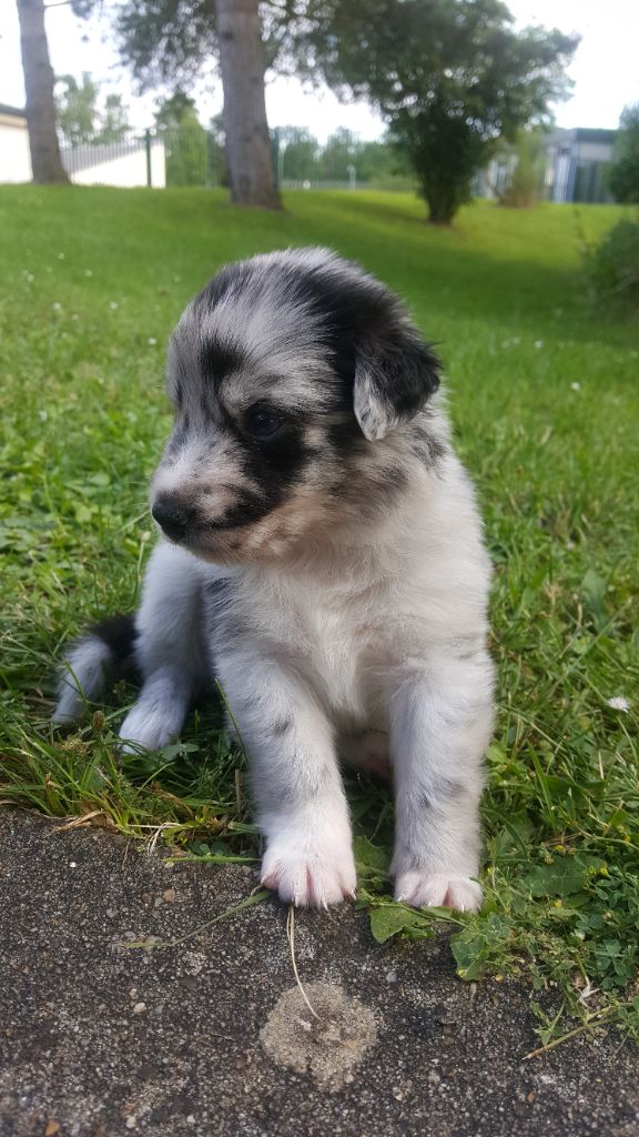 Publication : des Plaines De Perceneige Auteur : Déborah Bellisario Pro