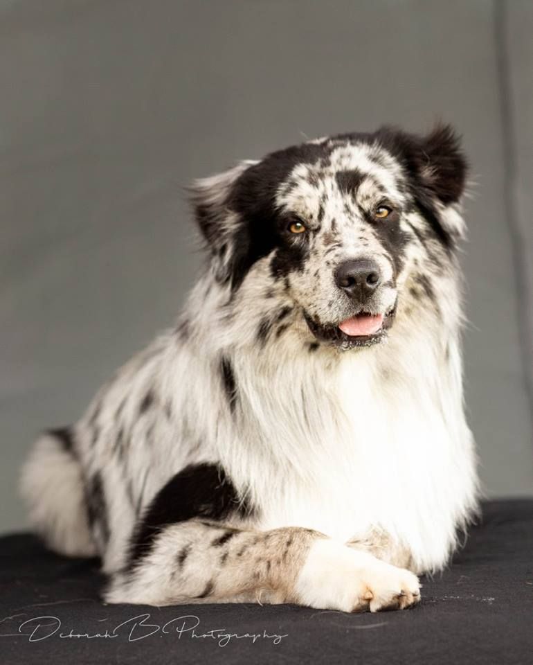 Publication : des Plaines De Perceneige Auteur : Déborah Bellisario Pro