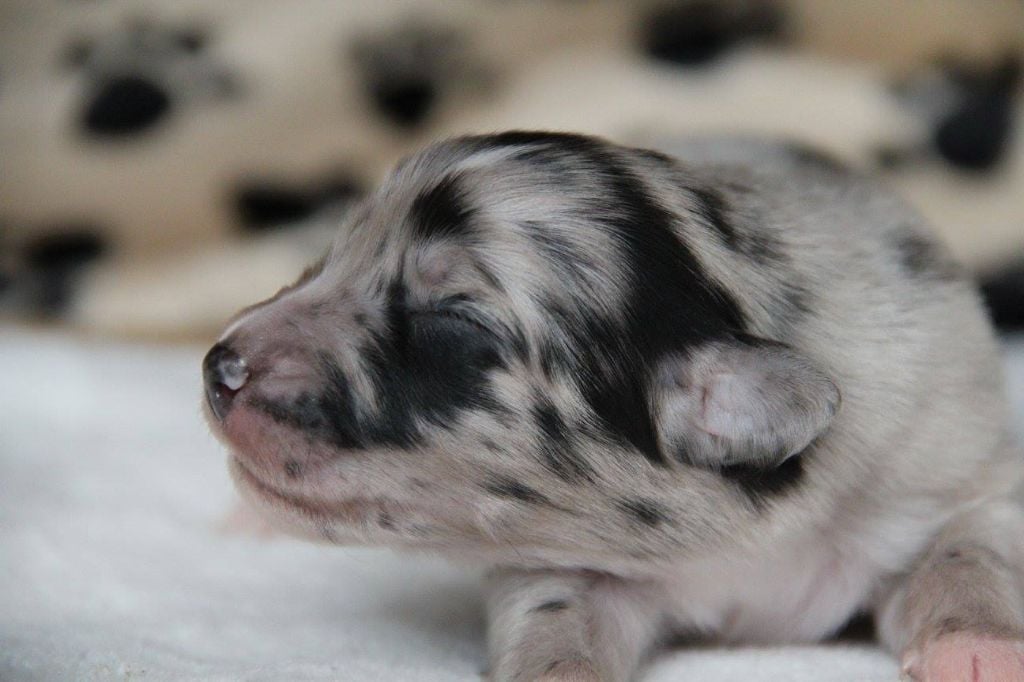 Publication : des Plaines De Perceneige Auteur : Déborah Bellisario Pro