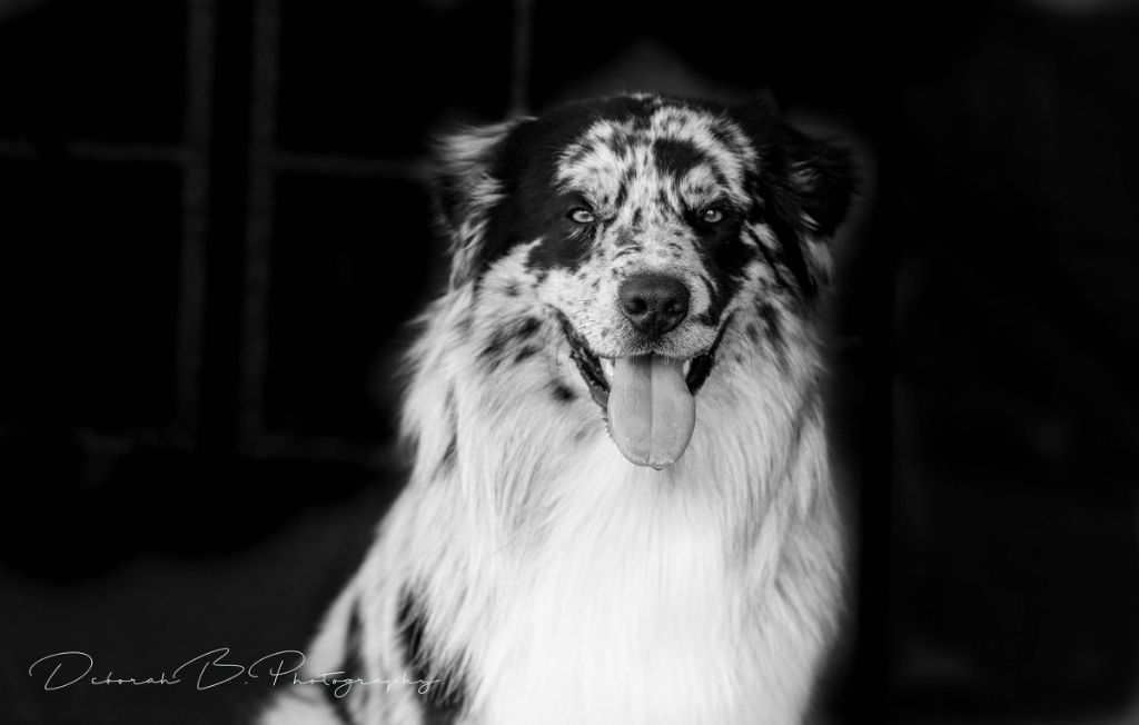 Publication : des Plaines De Perceneige Auteur : Déborah Bellisario Pro