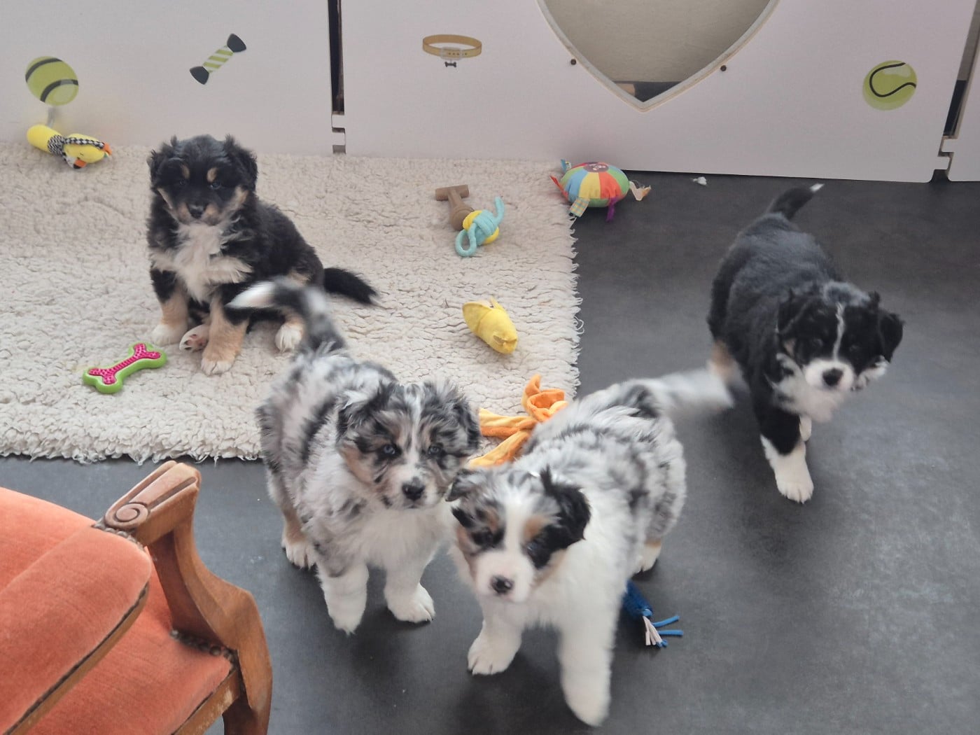 Berger Australien - des Plaines De Perceneige