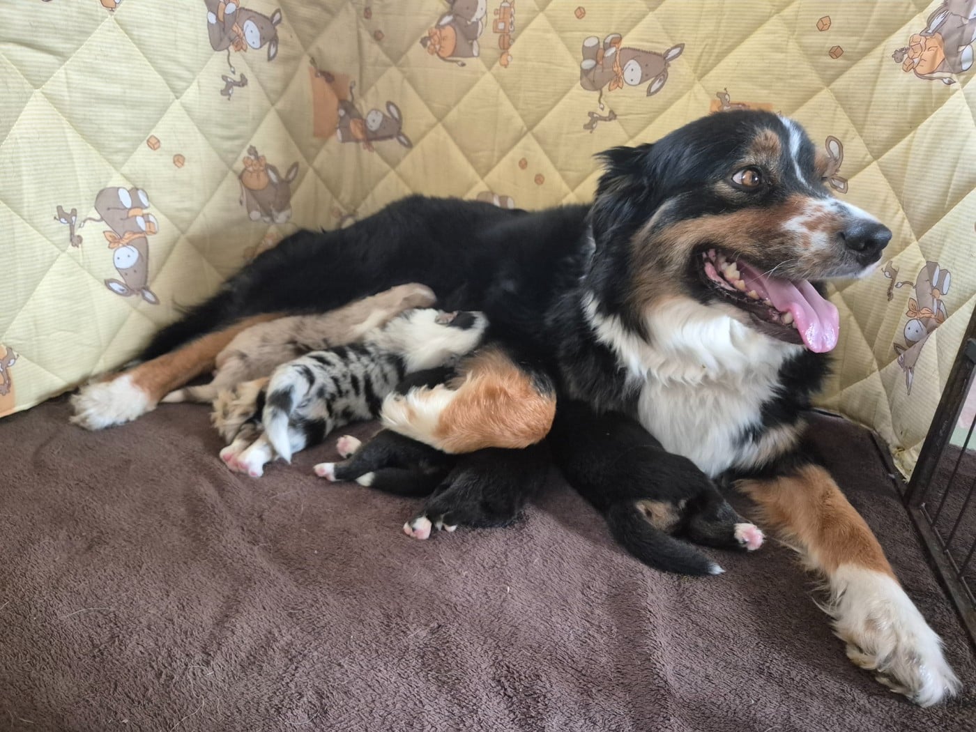 Berger Australien - des Plaines De Perceneige