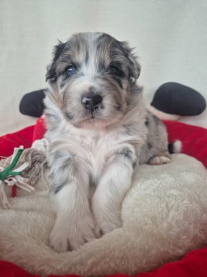 Les chiots de Berger Australien