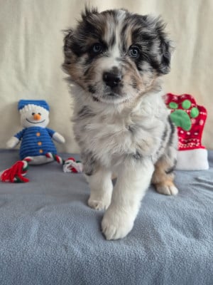 Les chiots de Berger Australien