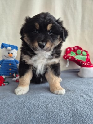 Les chiots de Berger Australien