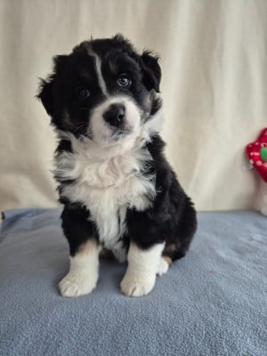 Les chiots de Berger Australien