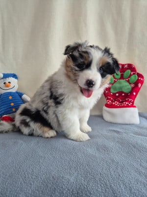 Les chiots de Berger Australien