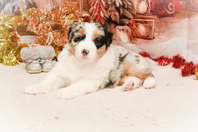 Les chiots de Berger Australien