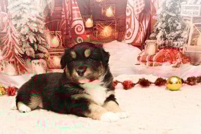 Les chiots de Berger Australien