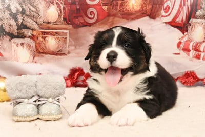 Les chiots de Berger Australien