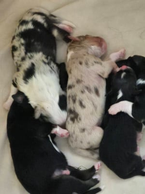 Les chiots de Berger Australien