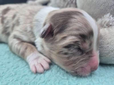 Les chiots de Berger Australien