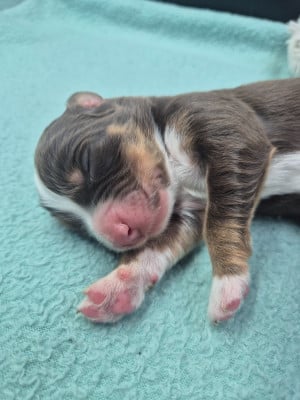 Les chiots de Berger Australien