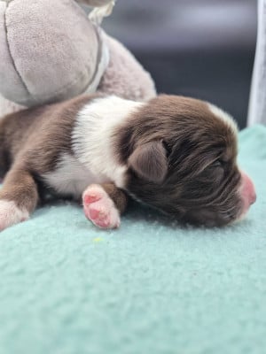 Les chiots de Berger Australien