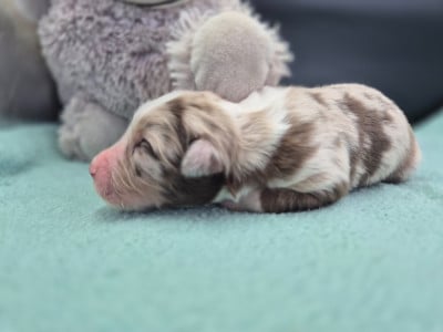 Les chiots de Berger Australien