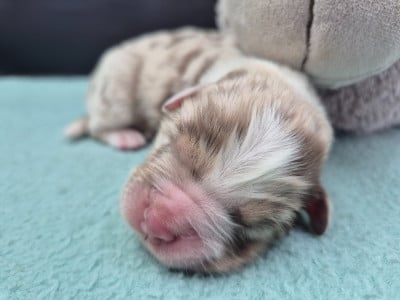 Les chiots de Berger Australien