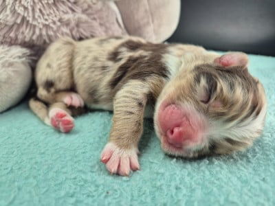 Les chiots de Berger Australien