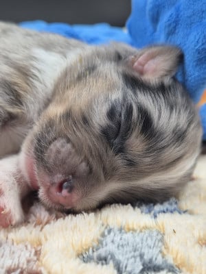 Les chiots de Berger Australien