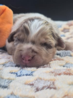 Les chiots de Berger Australien