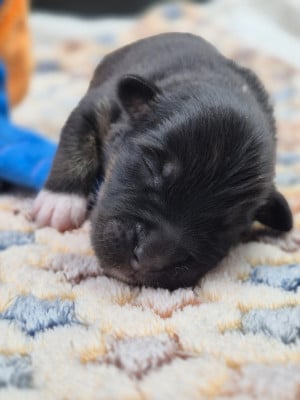 Les chiots de Berger Australien