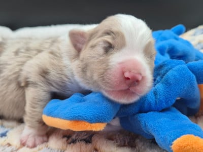 Les chiots de Berger Australien