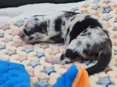 Les chiots de Berger Australien