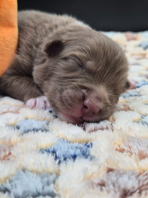 Les chiots de Berger Australien