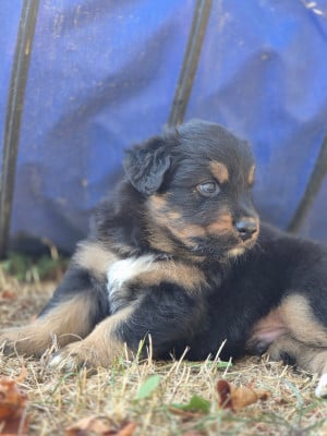 Les chiots de Berger Australien