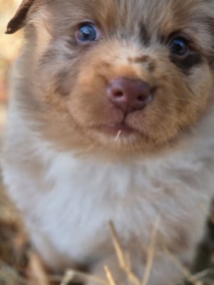 Les chiots de Berger Australien