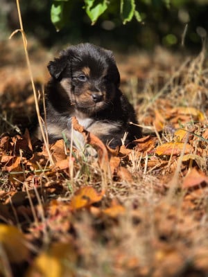 Les chiots de Berger Australien