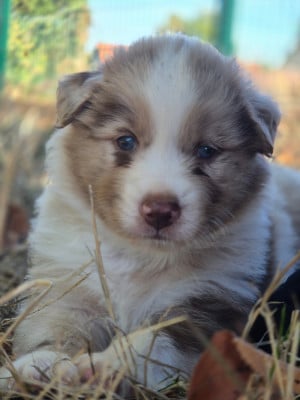 Les chiots de Berger Australien