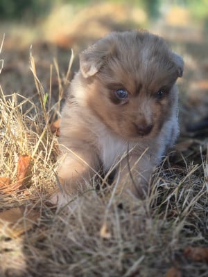Les chiots de Berger Australien