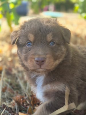 Les chiots de Berger Australien