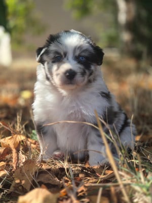 Les chiots de Berger Australien
