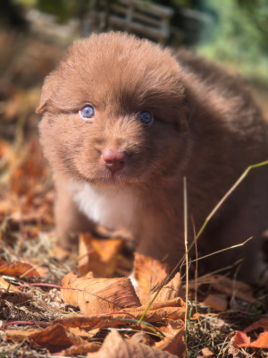 Les chiots de Berger Australien