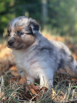 Les chiots de Berger Australien