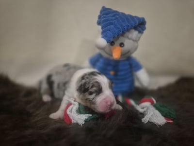 Les chiots de Berger Australien