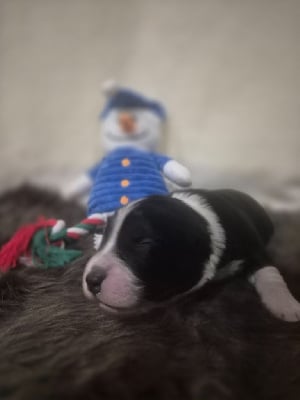 Les chiots de Berger Australien