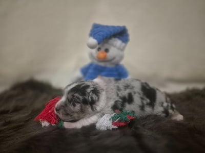 Les chiots de Berger Australien