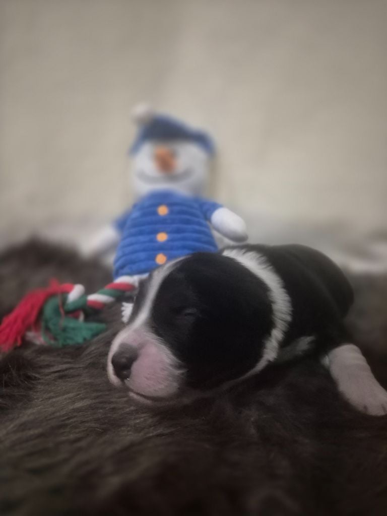 Berger Australien - des Plaines De Perceneige