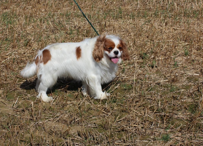 Publication : Du Paradis De Melba