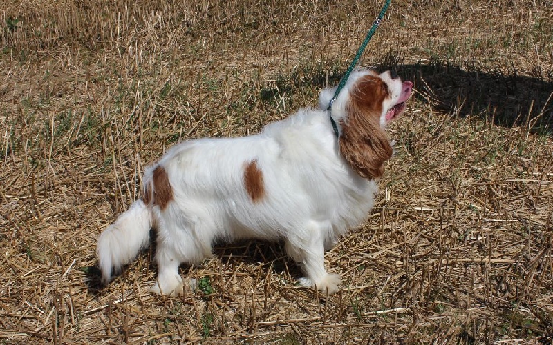 Publication : Du Paradis De Melba