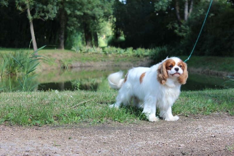 Publication : Du Paradis De Melba