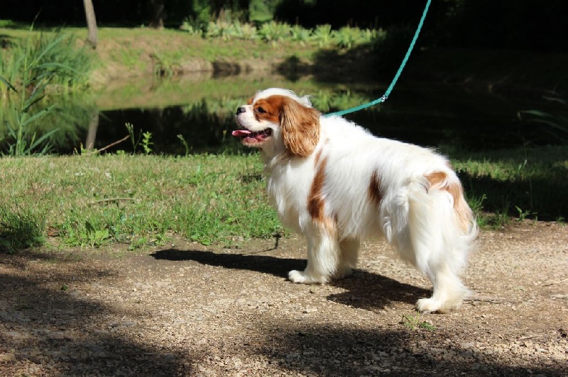 Publication : Du Paradis De Melba